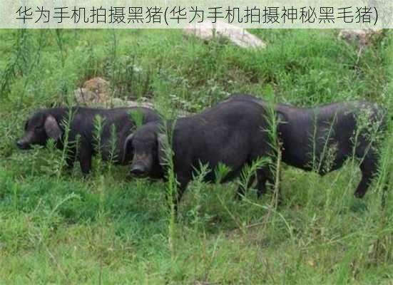 华为手机拍摄黑猪(华为手机拍摄神秘黑毛猪)